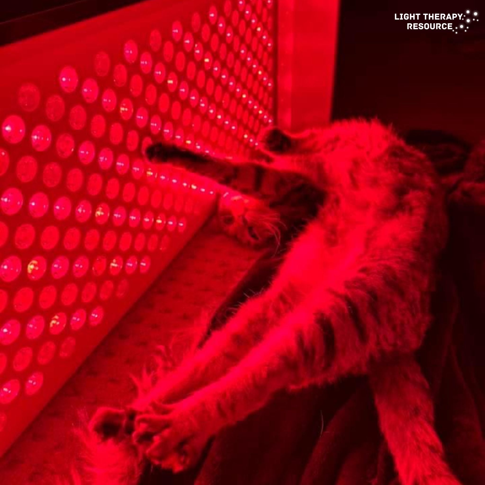 What Is The Best Time of Day For Red Light Therapy? Light Therapy Resource