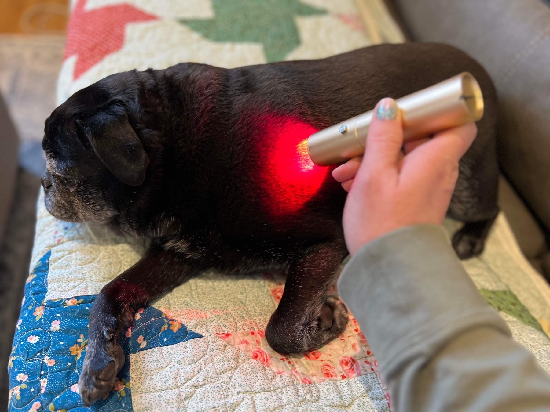 A customer using a Light Therapy Resource handheld torch on their pet