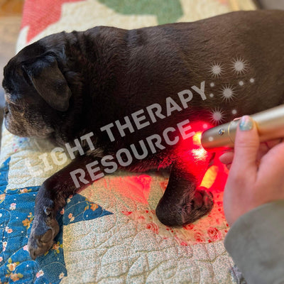 A small black dog receiving red light therapy from a  gold colored handheld torch on a colorful quilt with text overlay 'Light Therapy Resource.'